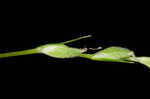 Roan Mountain sedge